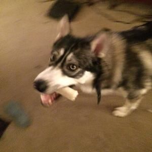 Meet your Posher, Jake